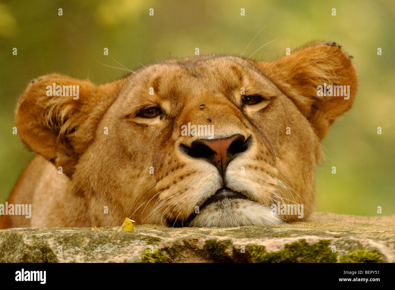 Löwe Panthera Leo weibliche Gefangene Stockfoto