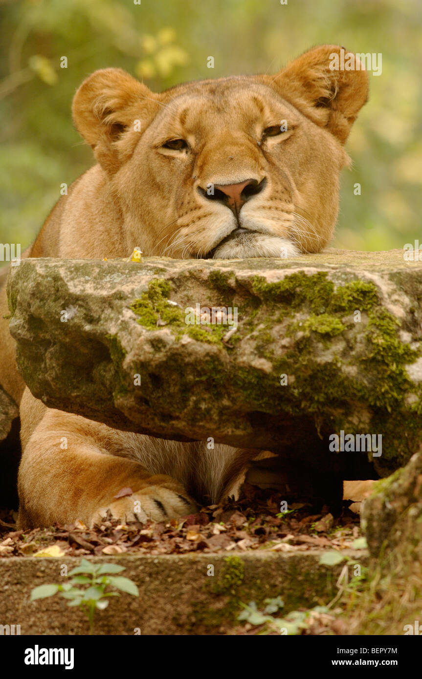 Löwe Panthera Leo weibliche Gefangene Stockfoto