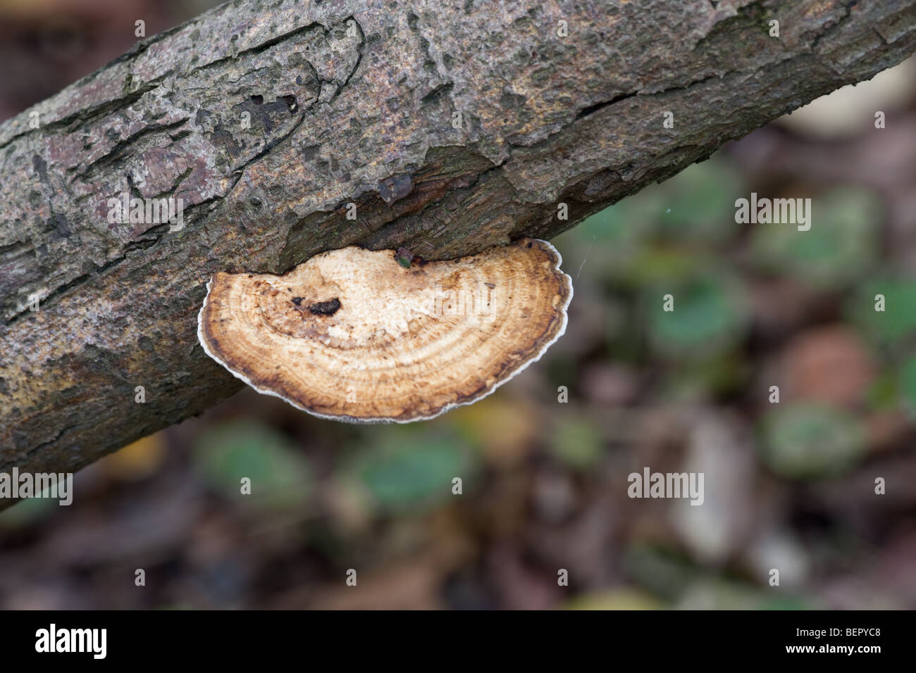 Erröten Halterung Daedaleopsis Confragosa Pilze Fruchtkörper wachsen auf Willow Tree branch Stockfoto