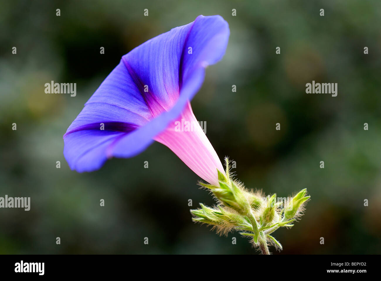 Morning Glory, blaue Blume, Königsblau, Schlingpflanze, Blume, Blumen, Nahaufnahme, Nahaufnahme, Fokus, Makro, Profil, weiß, blau Stockfoto
