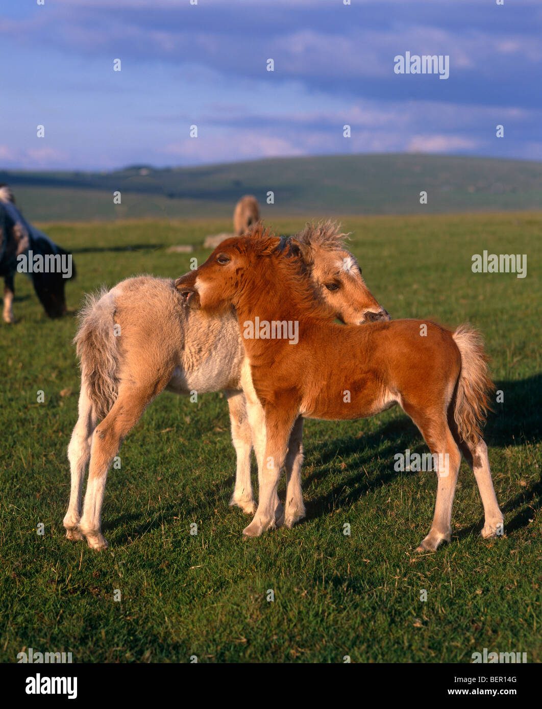 Dartmoor Ponys, UK Stockfoto