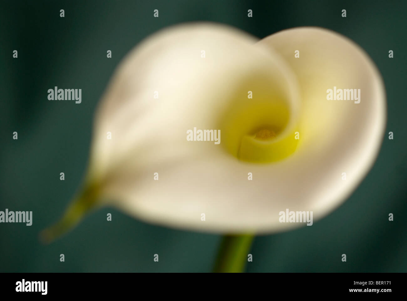 Arum Lilie, Profil, Lilium, grünem Stiel, weiße Lilie, Blume, weißer Hintergrund, Fokus, Frieden, weiße Blume, Nahaufnahme, Nahaufnahme Stockfoto