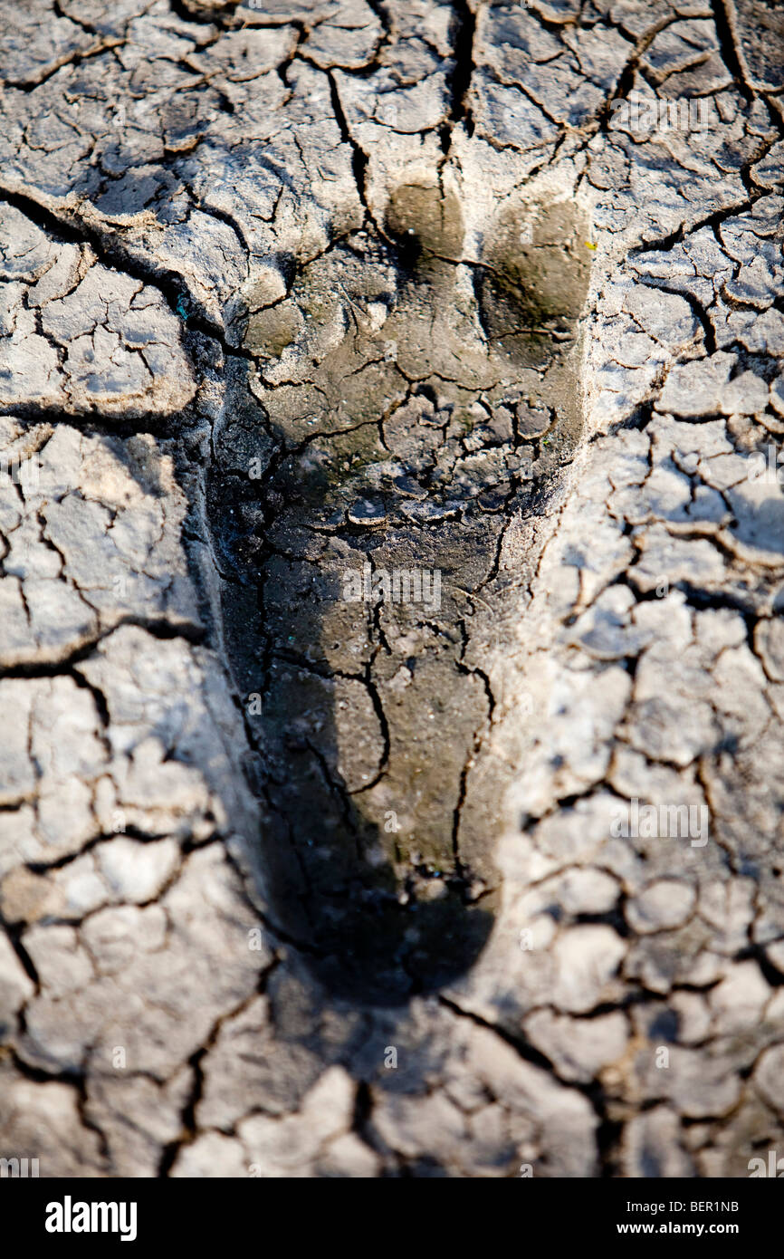 Umweltkonzept, Wasserknappheit und Dürre Wasserfußabdruck im trockenen Schlamm Stockfoto