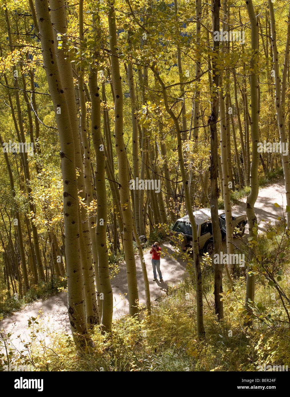 Eine Frau hat aufgehört, auf einem Schotterweg in Colorado den Aspen Bäume zu fotografieren, die anfangen zu färben. Stockfoto