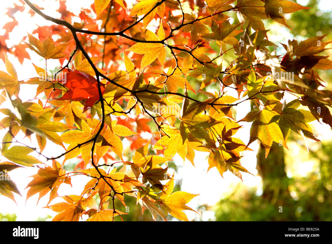 Acer Palmatum Atropurpureum in herbstlichen Farben lebendig und abstrakten Mustern Stockfoto