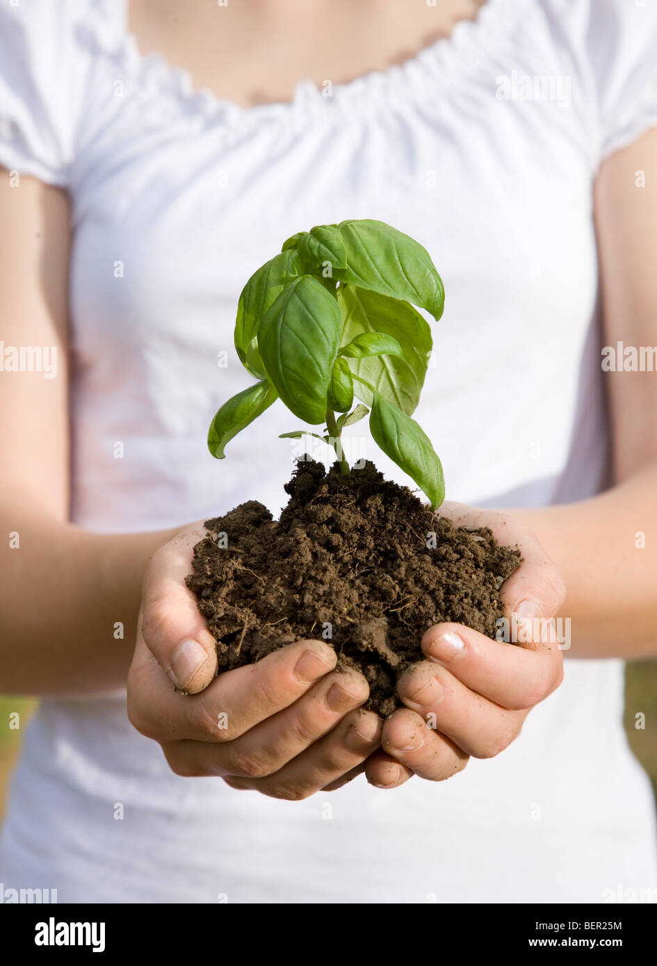 Mädchen mit Basilikum Pflanze Stockfoto