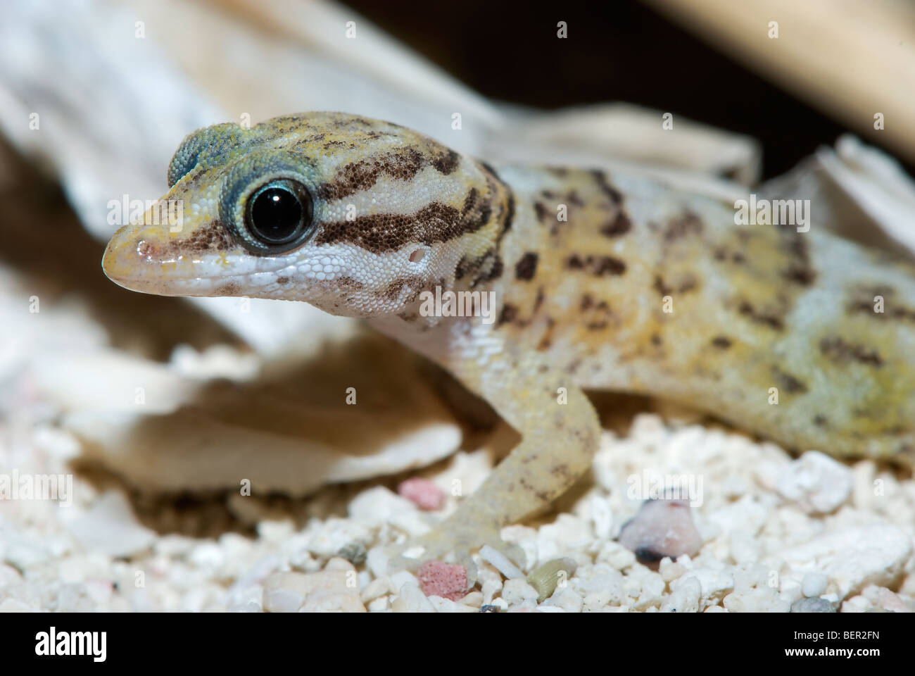 gecko-on-sand-fotos-und-bildmaterial-in-hoher-aufl-sung-alamy