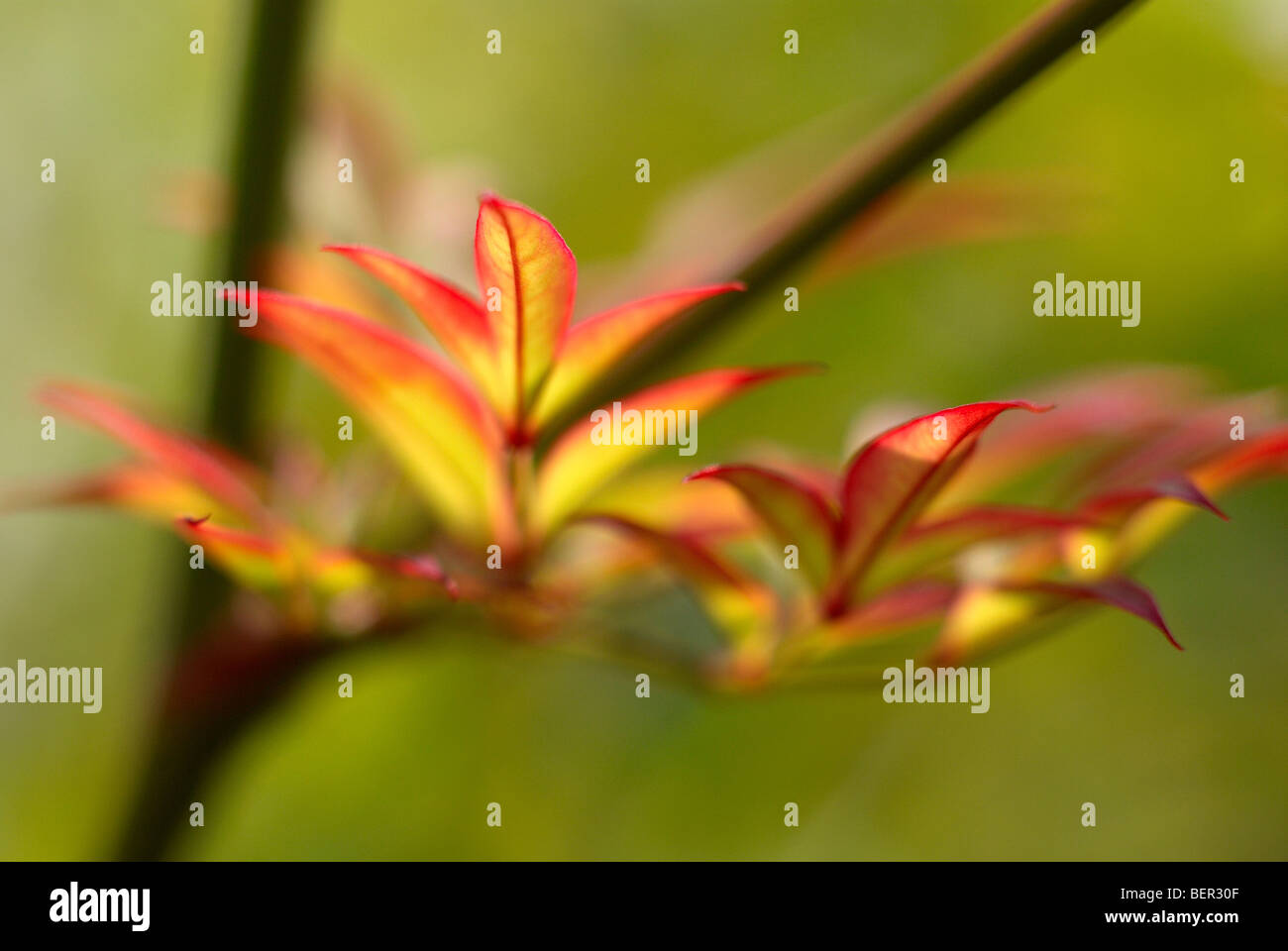 Herbstlaub, grünen Hintergrund, verlassen, rot, gelb, Zweig, Makro, Nahaufnahme, Vene, Blatt Vene Stockfoto