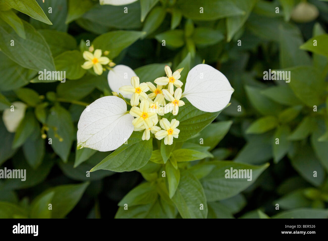 Mussaenda Erythrophylla gelbe Blumen, Malaysia Stockfoto