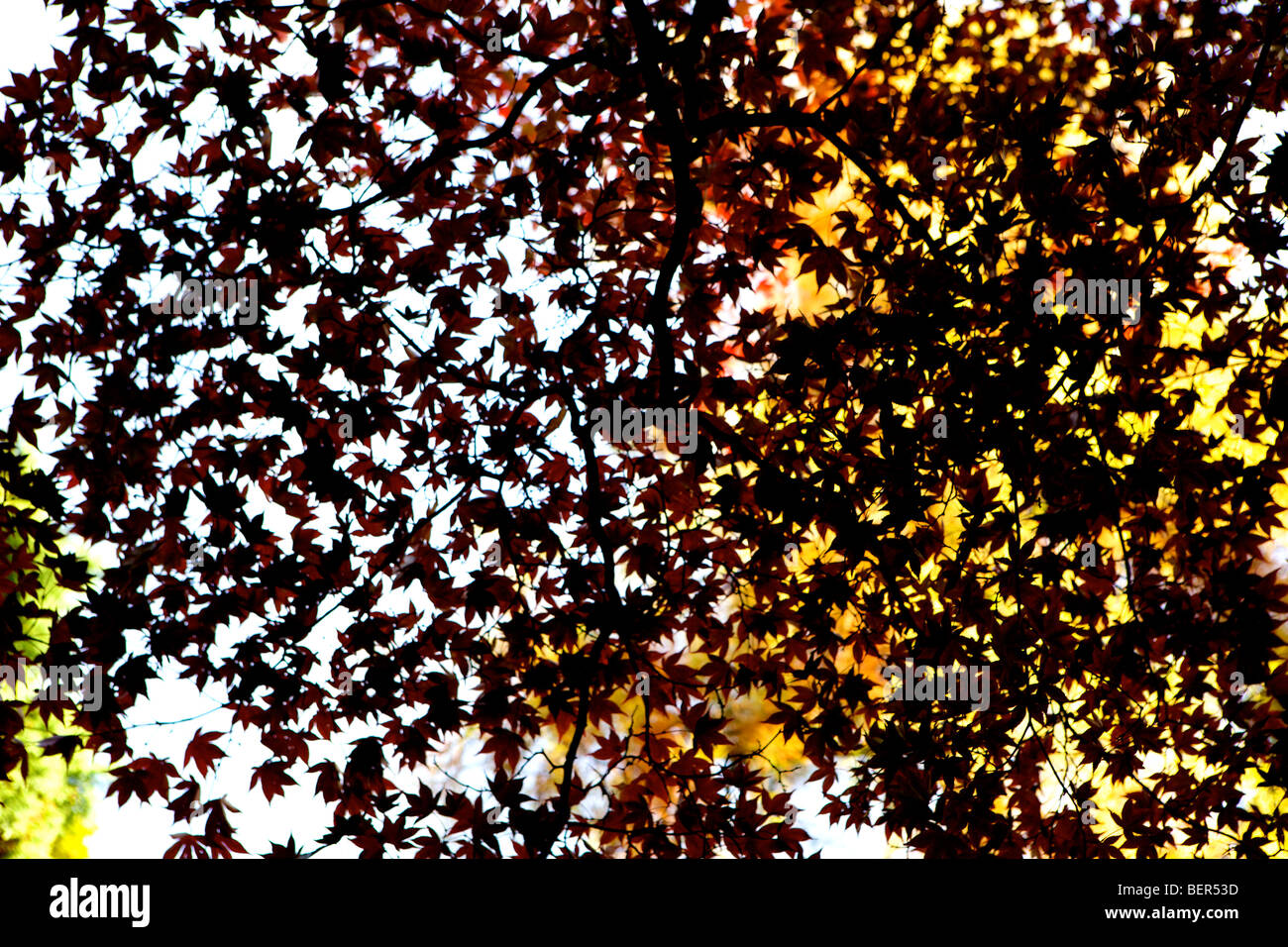 Acer Palmatum Atropurpureum bleibt als Formen gegen Himmel im Herbst Stockfoto