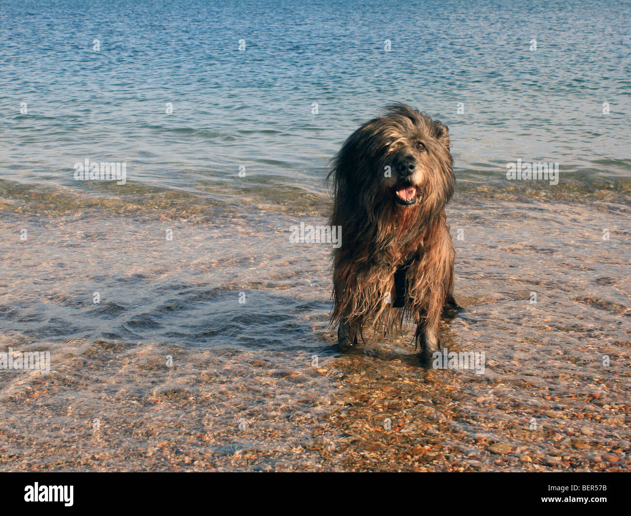 Hund im Wasser des Meeres am Strand devon Stockfoto