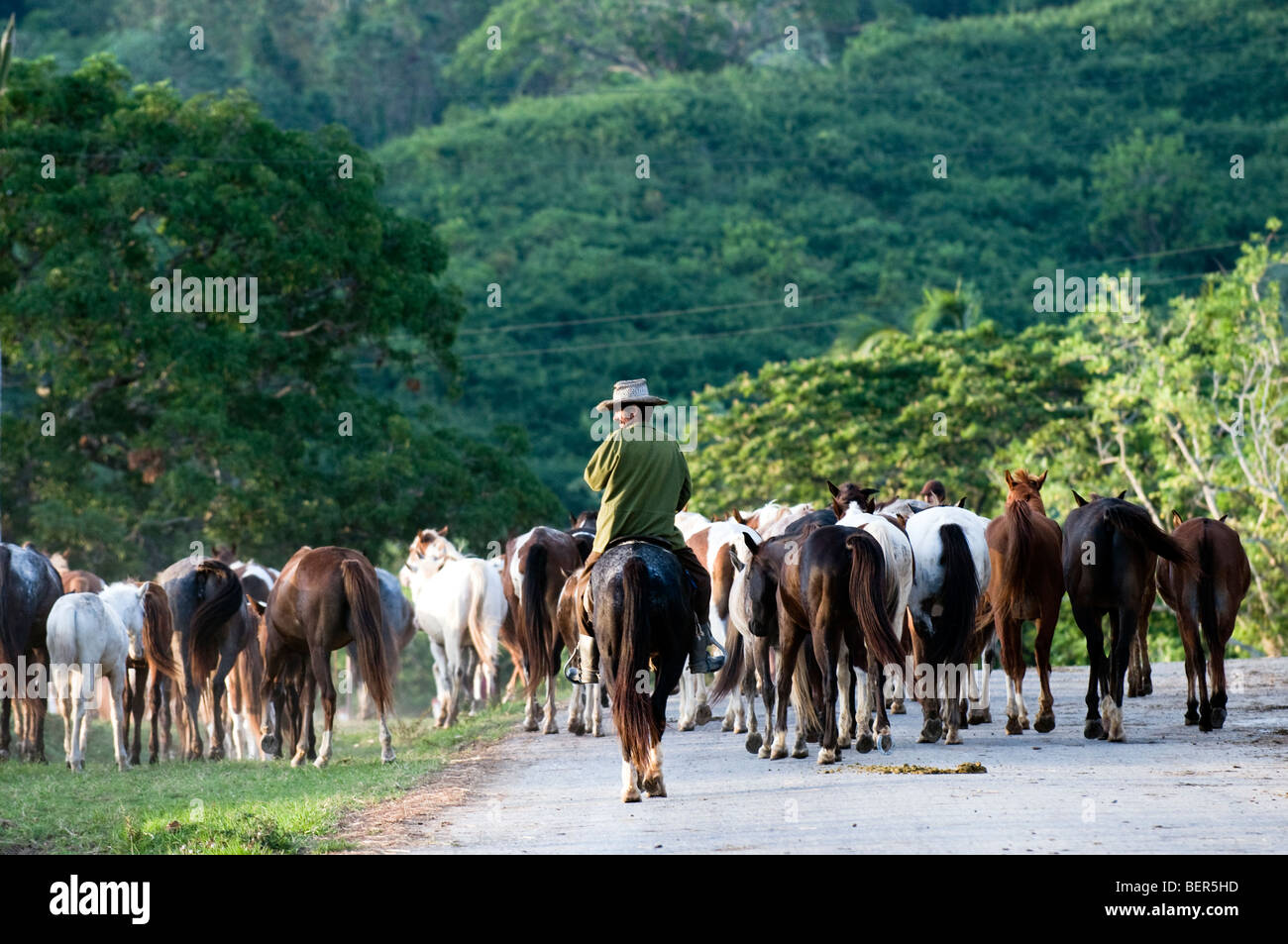 Kubanischer Cowboy hüten Zuchtstuten entlang einer Straße in die Wildnis von Pinar Del Rio-Hügel. Stockfoto