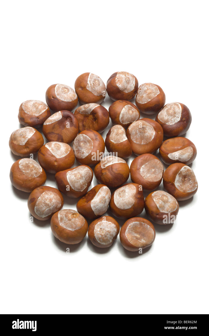 Nahaufnahme der frische Kastanien Stockfoto