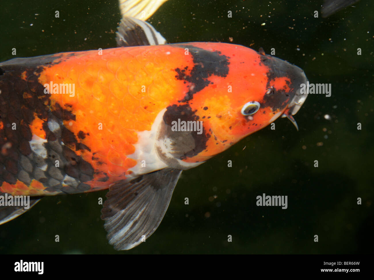 Große japanische Koi im Teich Stockfoto