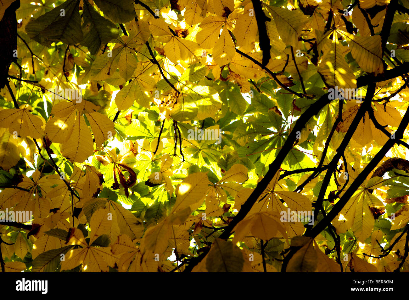 Rosskastanie Baum im englischen Herbst leuchtende Farben und Formen abstrakt Stockfoto