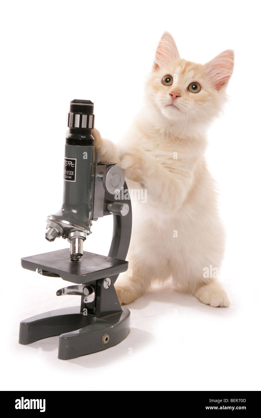 Rot Silber sibirische Kätzchen mit Mikroskop Studioportrait für 13 Wochen alt Stockfoto