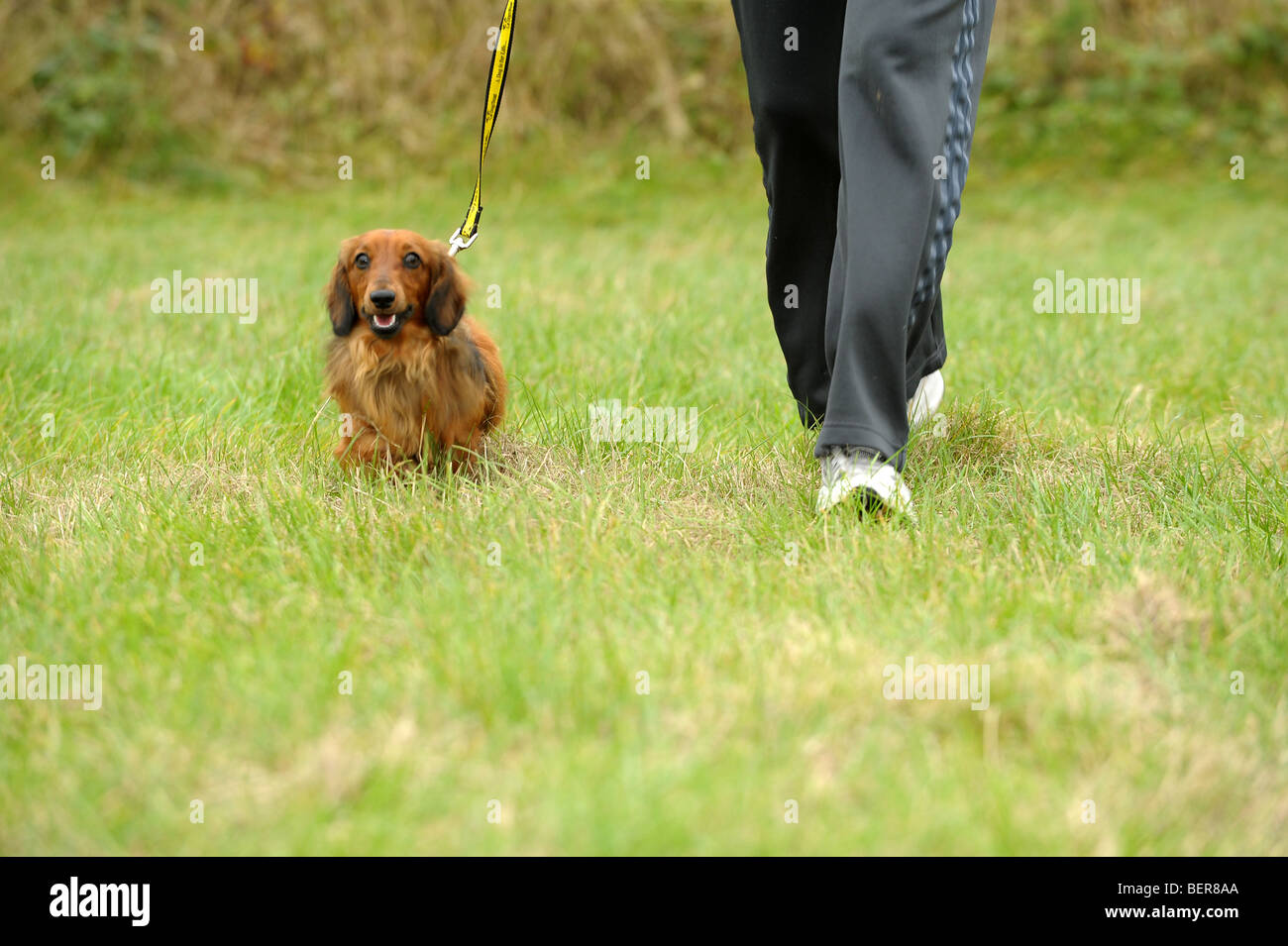 Kleiner Hund an der Leine laufen im grünen, Hertfordshire, England, Stockfoto