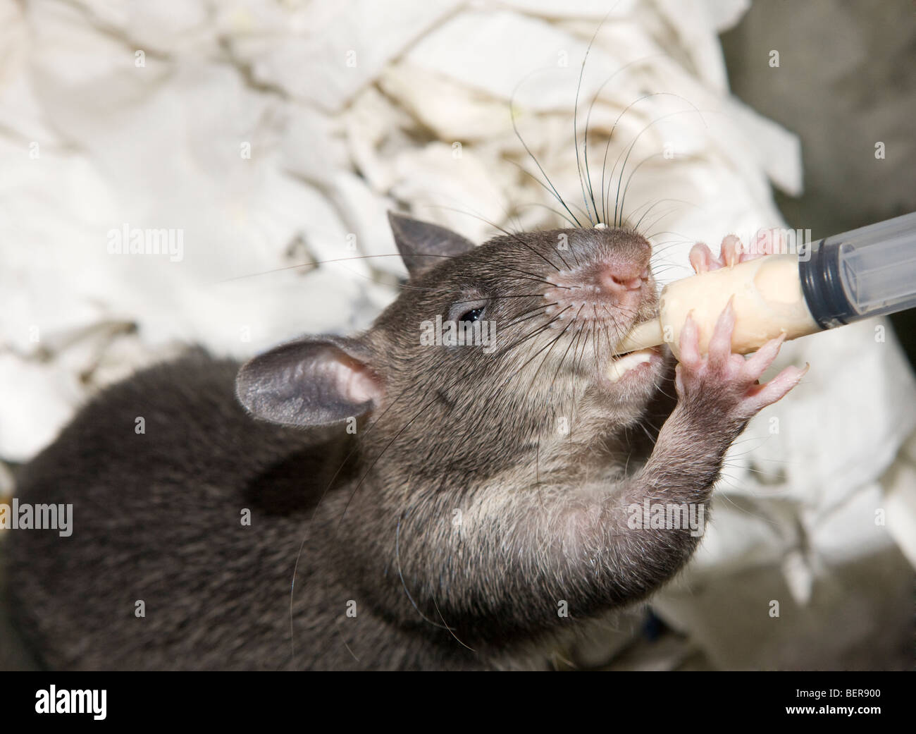 Gambian Pouched Ratte Cricetomys gambianus Stockfoto
