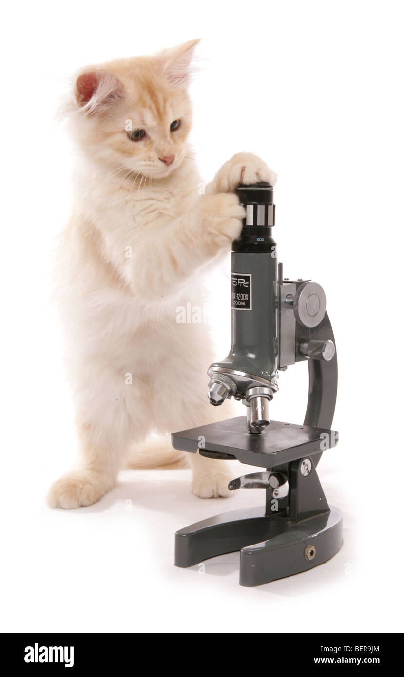 Rot Silber sibirische Kätzchen mit Mikroskop Studioportrait für 13 Wochen alt Stockfoto