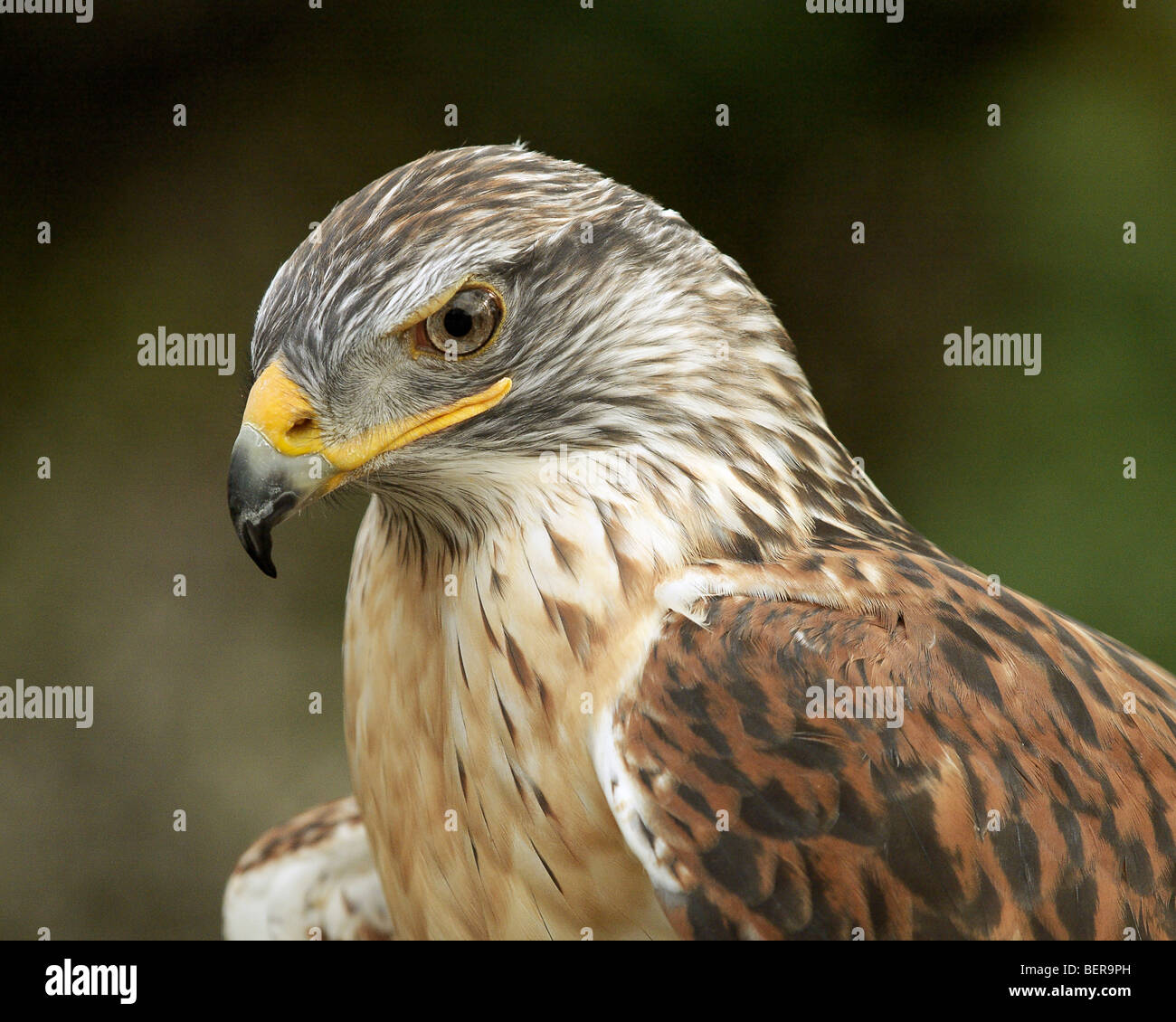 Porträt von nicht lösbaren gefangen eisenhaltiger Falke (Buteo Regalis) an der Universität von Kalifornien Davis Veterinary medical School. Stockfoto