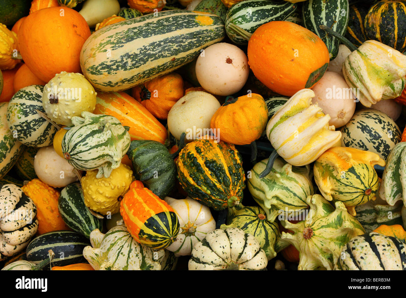 Grün gelb orange-weiße Kürbisse Stockfoto
