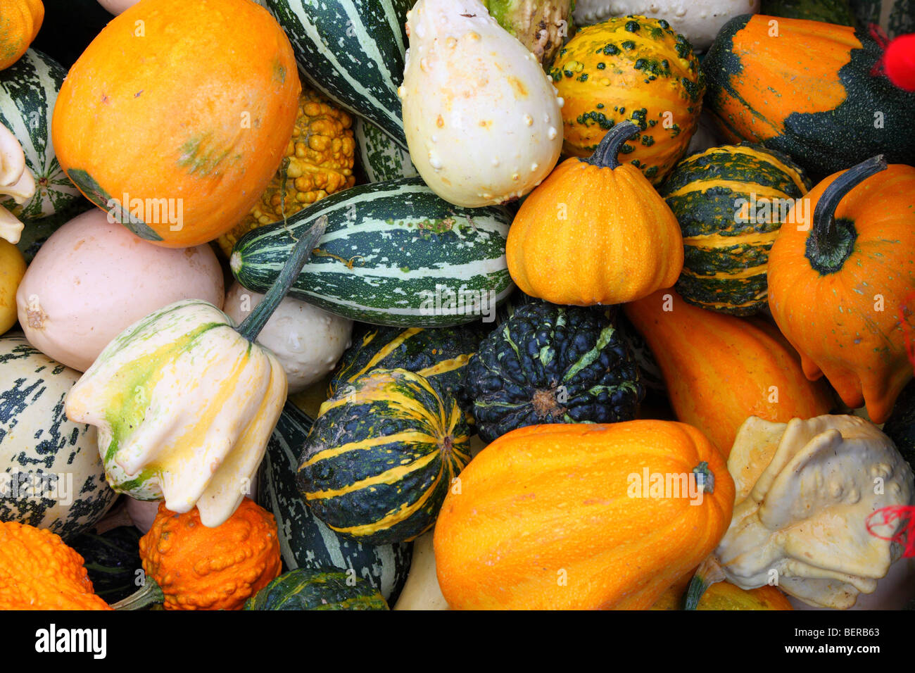 Grün gelb orange-weiße Kürbisse Stockfoto