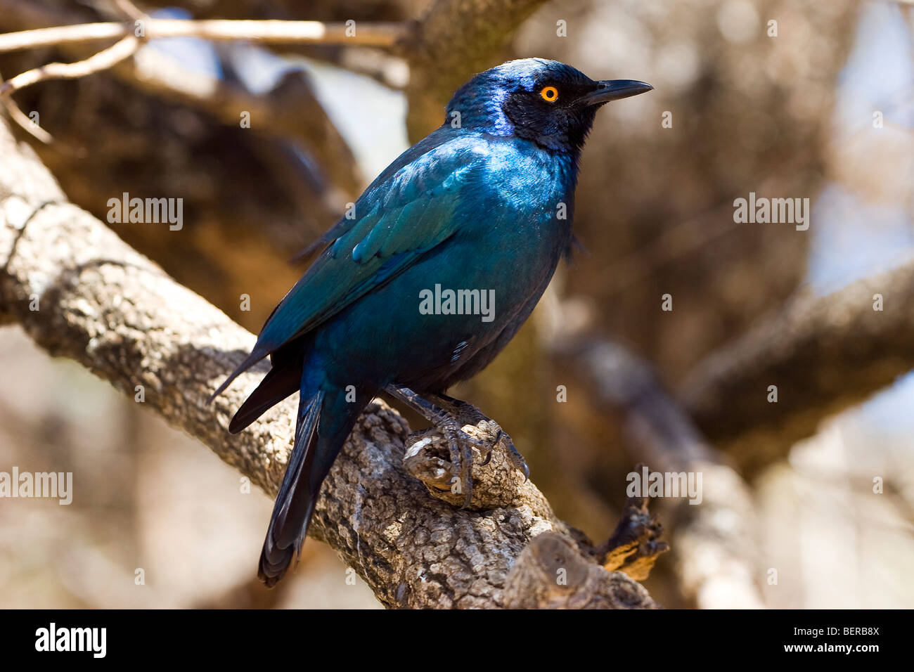 Blauer Vogel, Krüger Nationalpark, Südafrika Stockfotografie Alamy