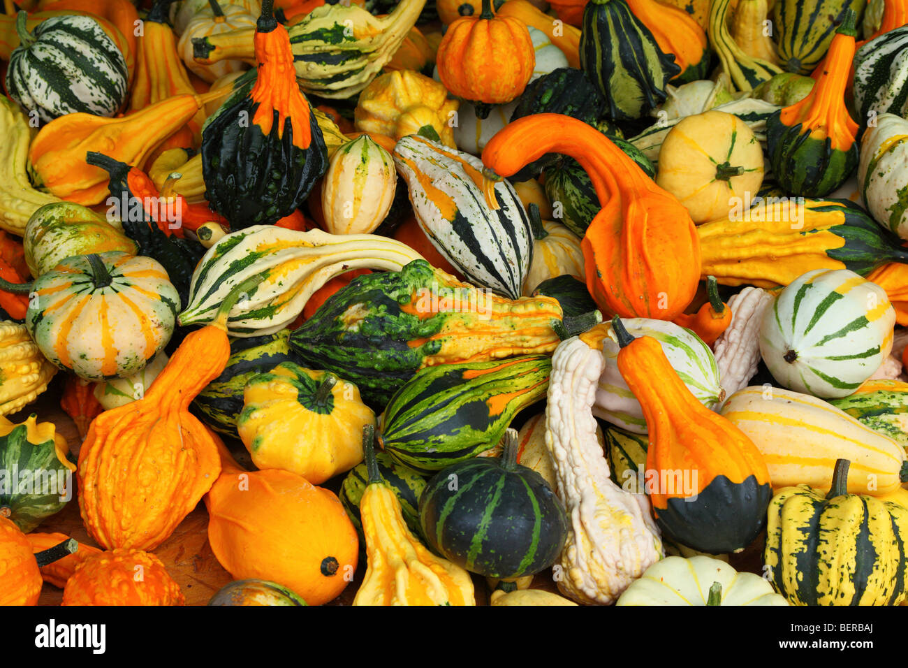 Grün gelb orange-weiße Kürbisse Stockfoto