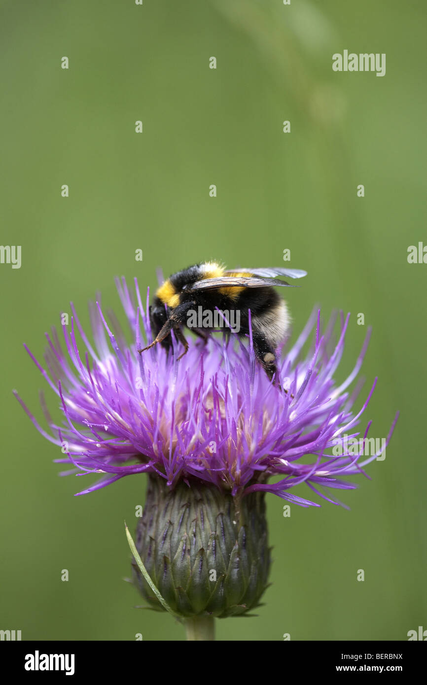 Bumble Bee bestäuben Melancholie Distel Blume, Cirsium Heterophyllum, Cumbria, UK Stockfoto