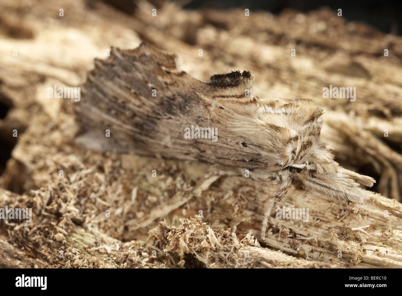 Blasse Prominente, Pterostoma Palpina, Motte ähnelt ein Stück trockenes morsches Holz. Stockfoto