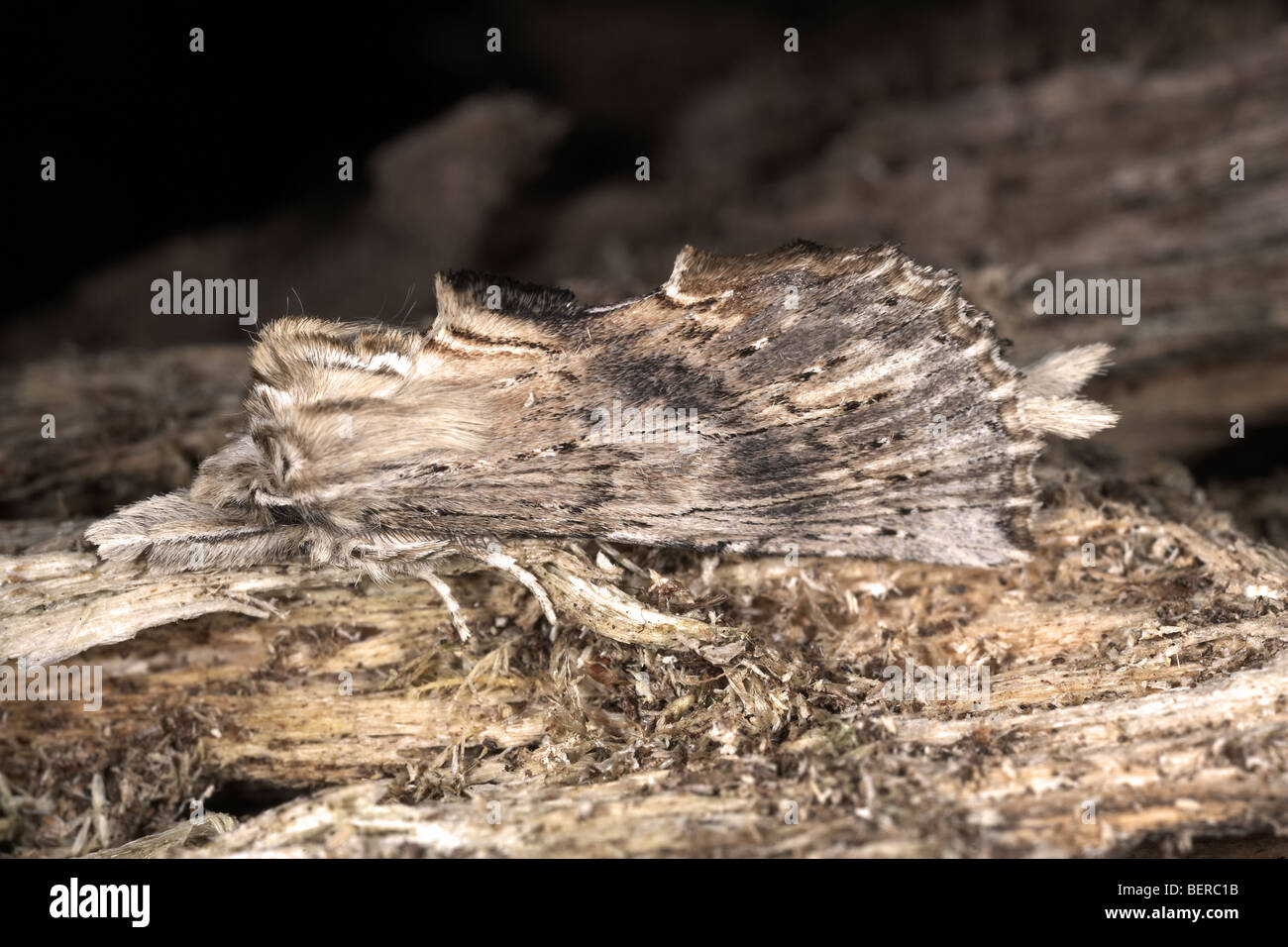 Blasse Prominente, Pterostoma Palpina, Motte ähnelt ein Stück trockenes morsches Holz. Stockfoto