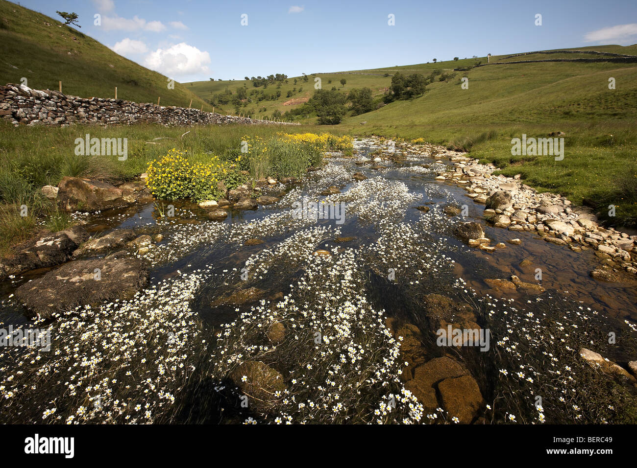 Skandal-Beck fließt durch Smaedale Gill National Nature Reserve Cumbria, UK Stockfoto