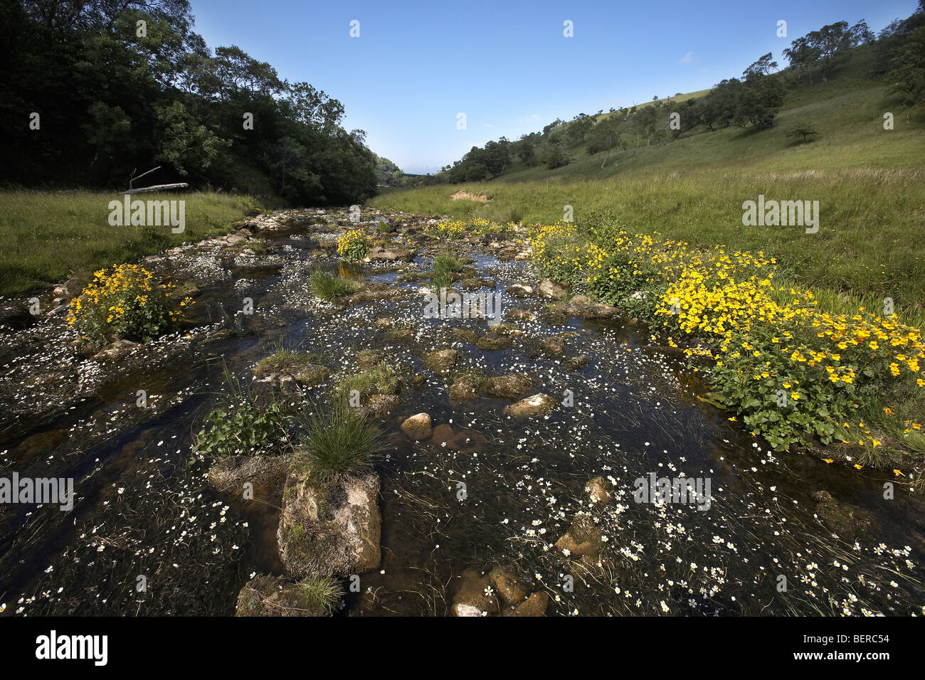 Skandal-Beck fließt durch Smardale Gill National Nature Reserve Cumbria, UK Stockfoto
