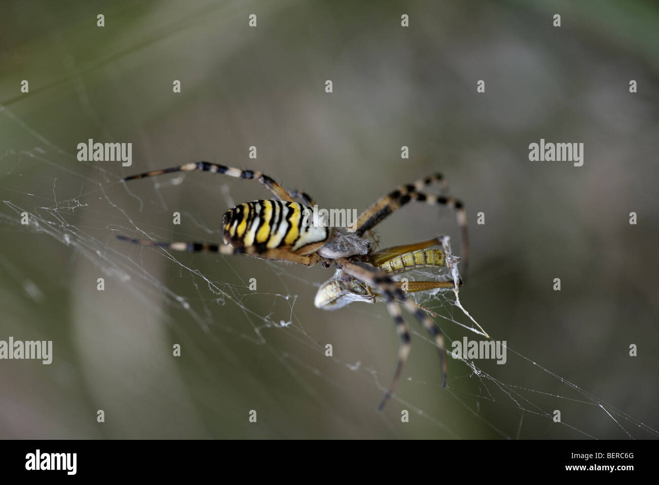 Wasp Spider Argiope Bruennichi, Weiblich, Beute, Dorset, UK Essen Stockfoto