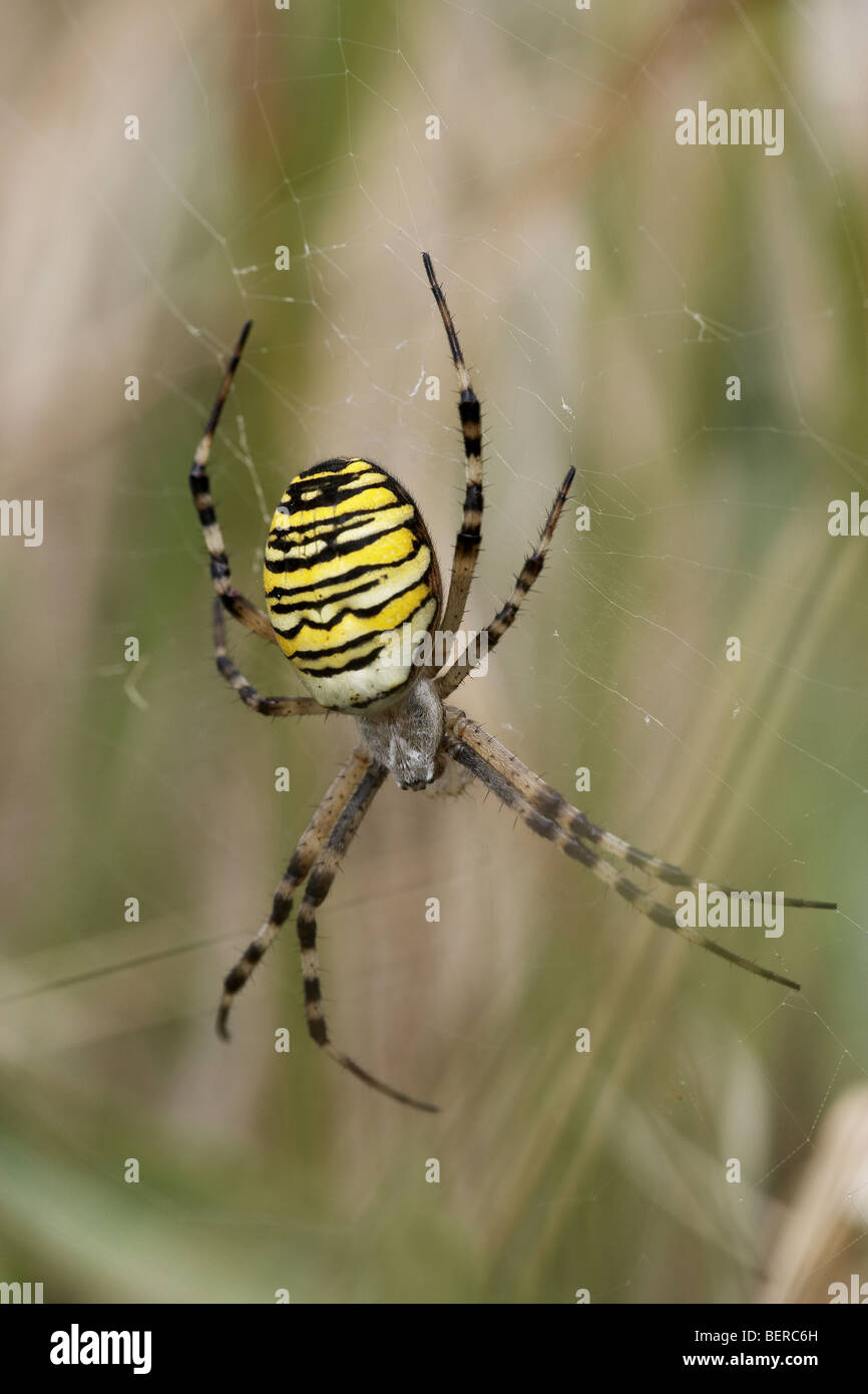 Wasp Spider Argiope Bruennichi, Weiblich, Dorset, Großbritannien Stockfoto