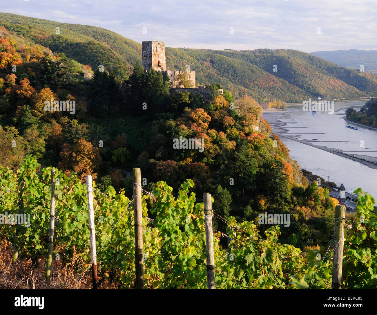 Rhein Tal Schloss Burg Gutenfels mit Weinbergen, Deutschland Stockfoto