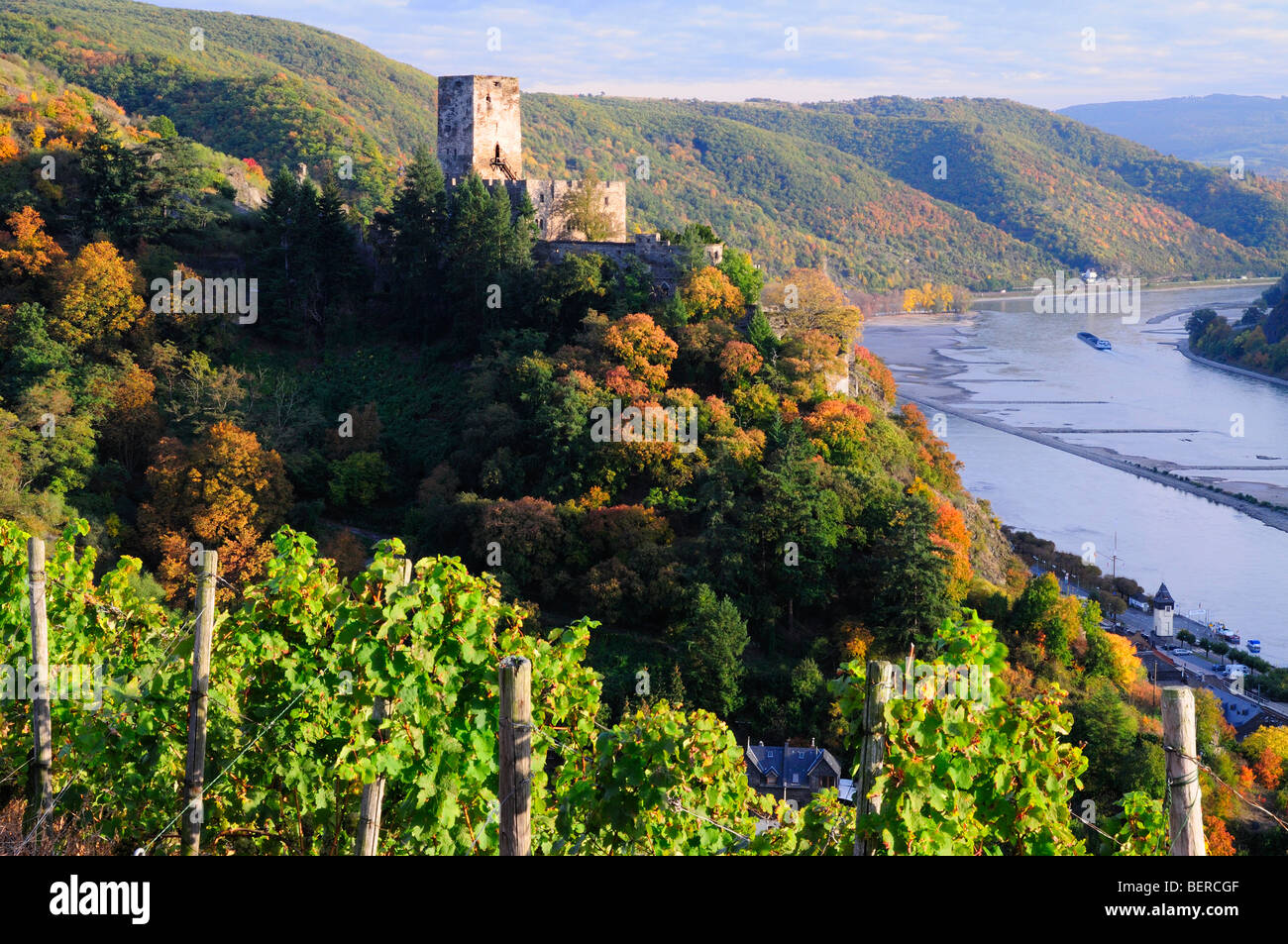 Rhein Tal Schloss Burg Gutenfels mit Weinbergen, Deutschland Stockfoto
