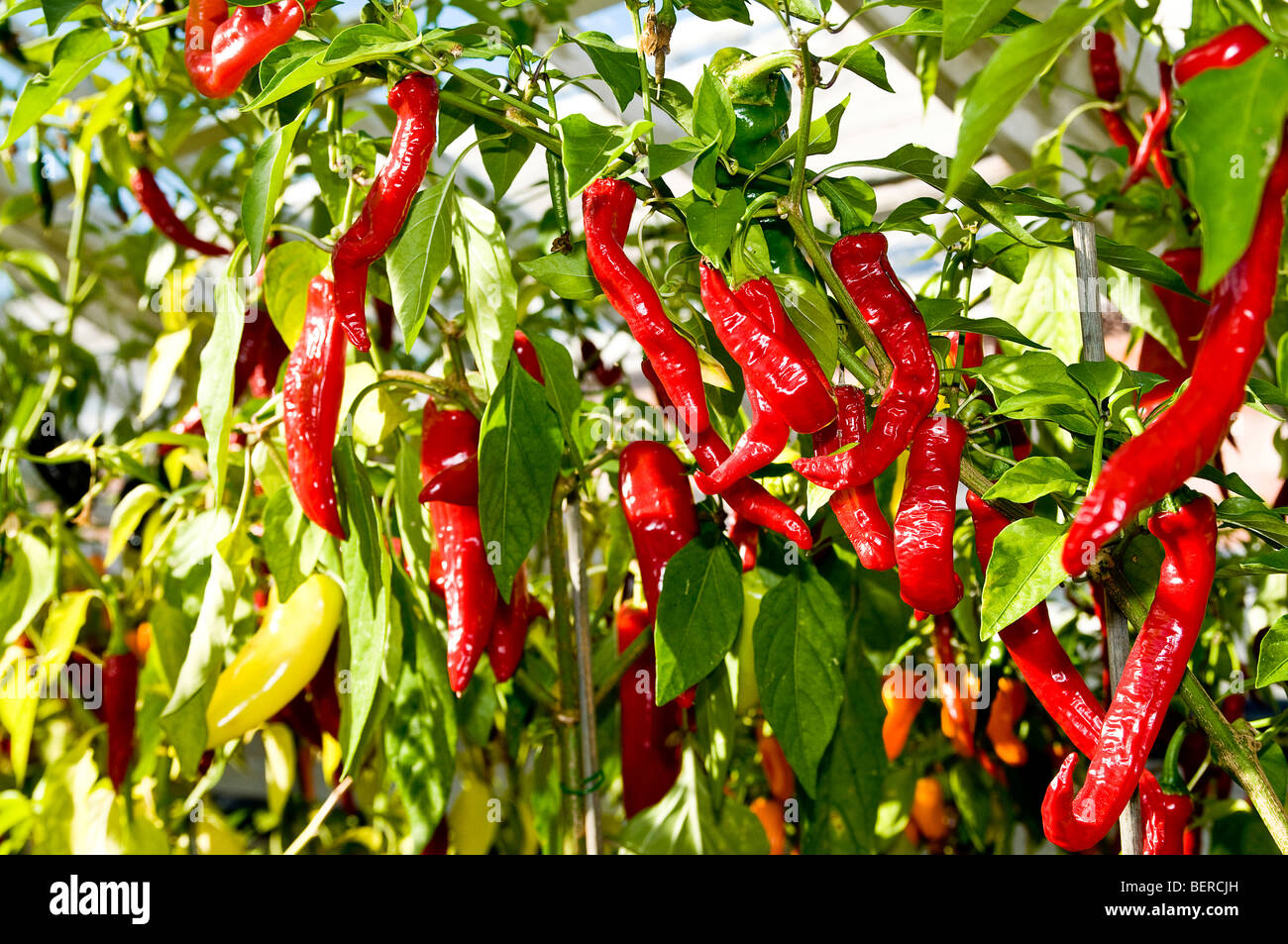 Rote Paprika Chile Pflanzen Stockfotografie - Alamy