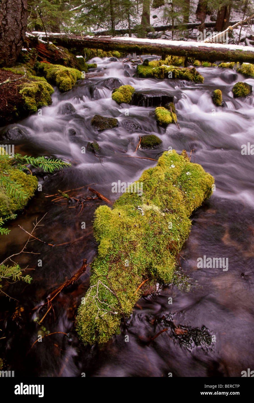 Moosbedeckten Log in der Nähe von Tamolitch fällt, Willamette National Forest, Linn County, Oregon Stockfoto