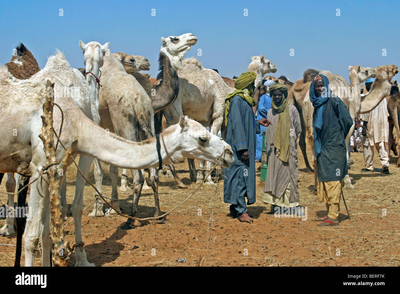 Dromedar Kamele (Camelus Dromedarius) zum Verkauf an Kamelmarkt, Zinder, Niger, Westafrika Stockfoto