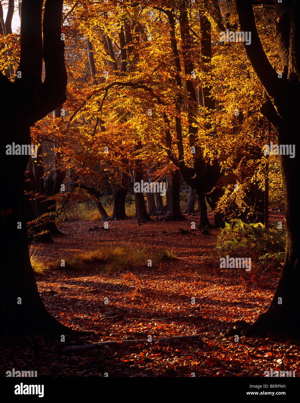 Epping Forest, Essex, UK Stockfoto