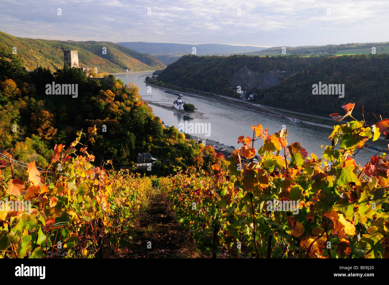 Rhein Tal Schloss Burg Gutenfels mit Weinbergen, Deutschland Stockfoto
