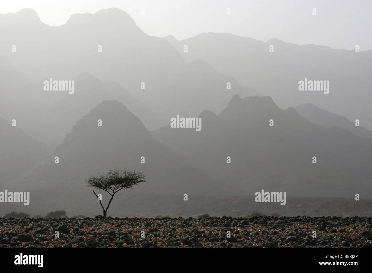 Einsame Akazie im Aïr-Gebirge / Aïr Massif, Niger, Westafrika Stockfoto