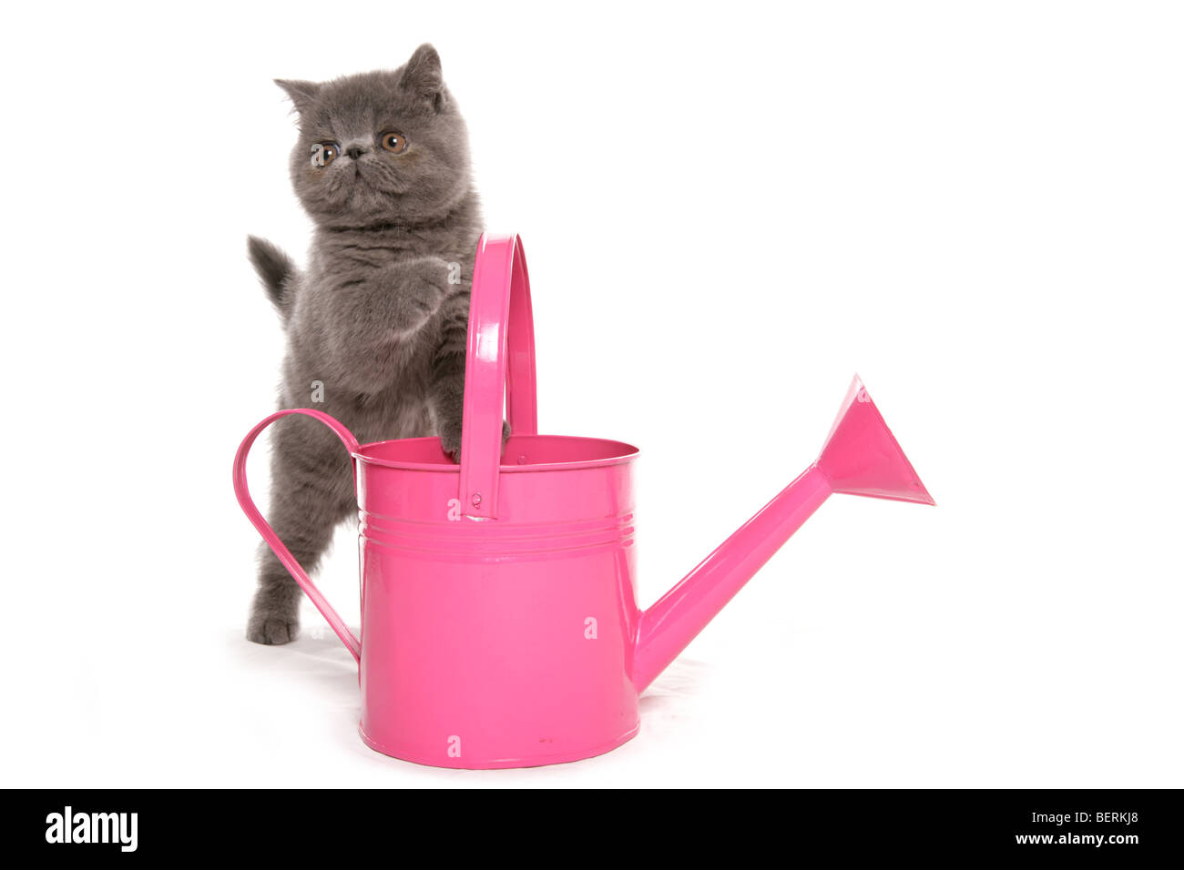 exotische Kätzchen mit rosa Gießkanne Studioportrait Stockfoto