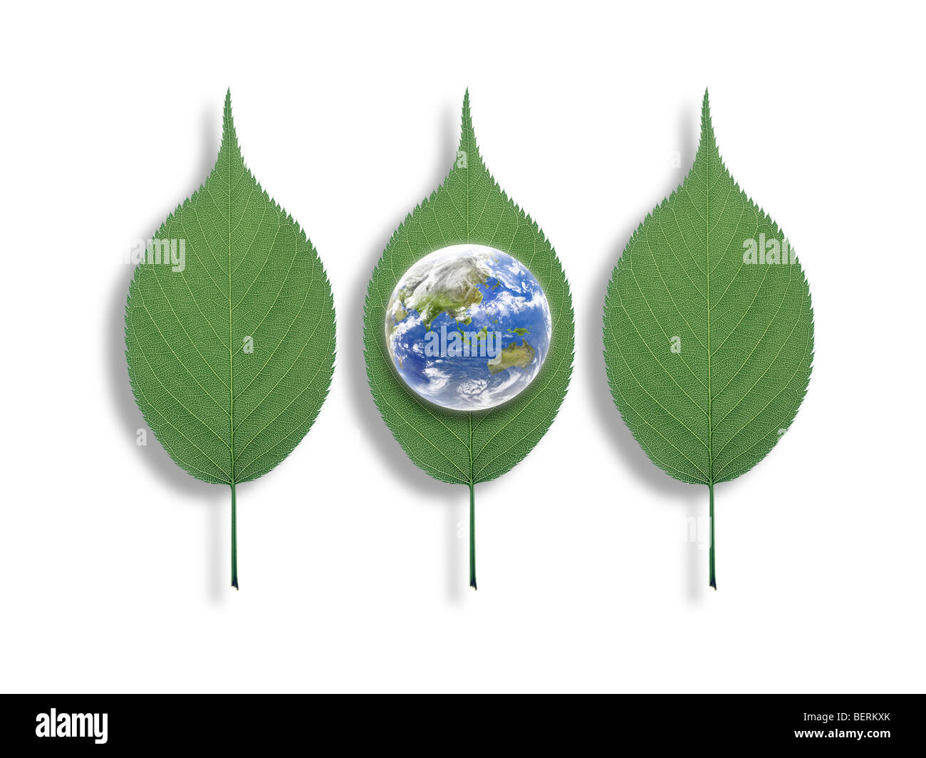 Drei Blätter und der Planet Erde Stockfoto