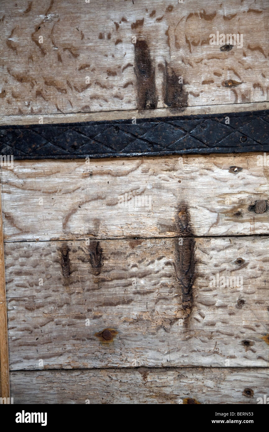 Kratzspuren von Black Dog von Bungay auf Kirchentür, Blythburgh Kirche, Suffolk, England Stockfoto