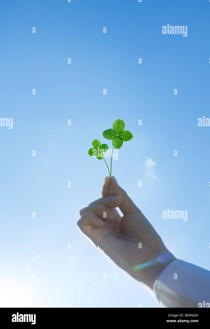 Frau vier Holding - Kleeblatt Stockfoto