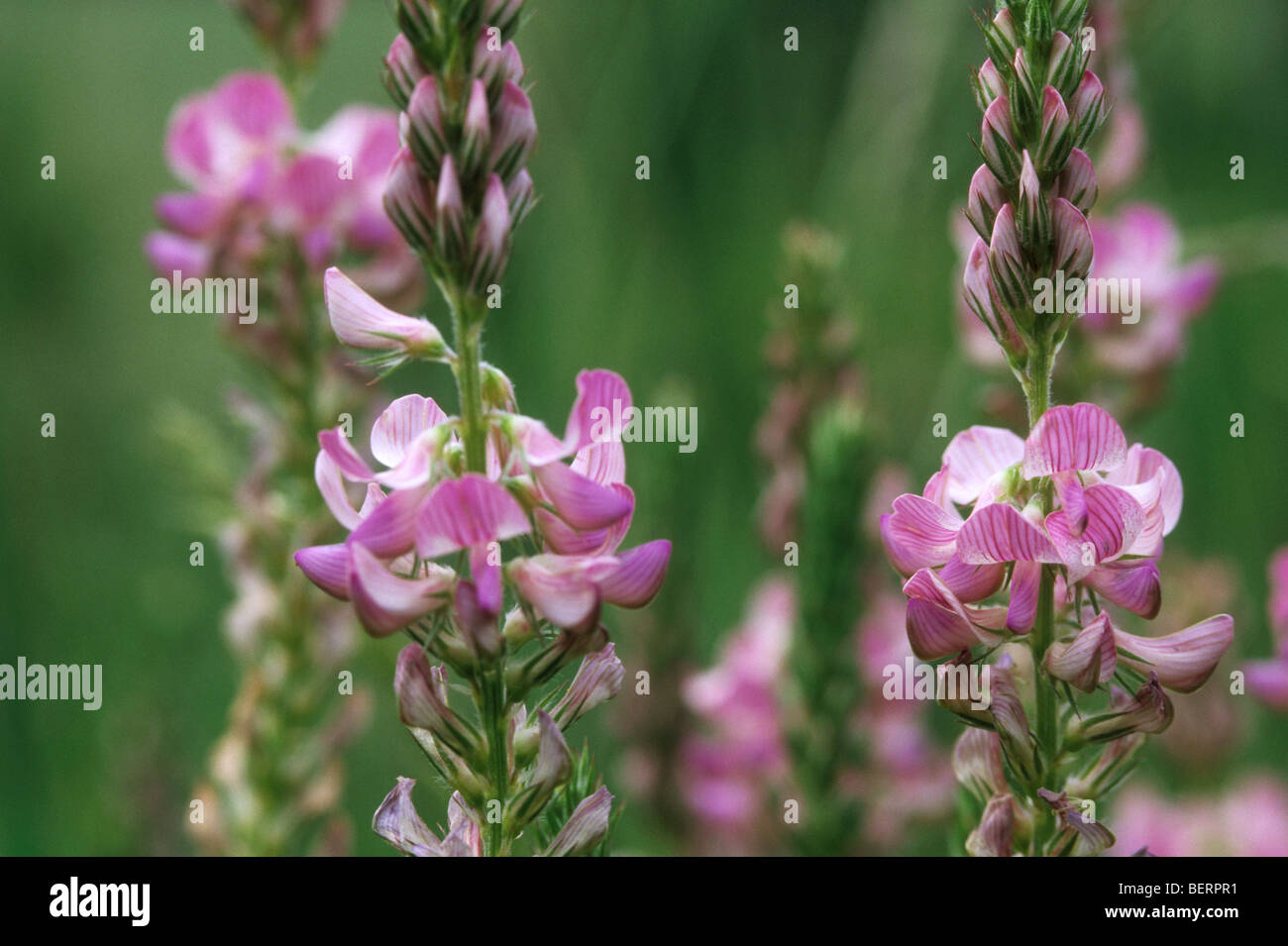 Blumen der Esparsette (Onobrychis Viciifolia), Ardennen, Lothringen, Frankreich Stockfoto