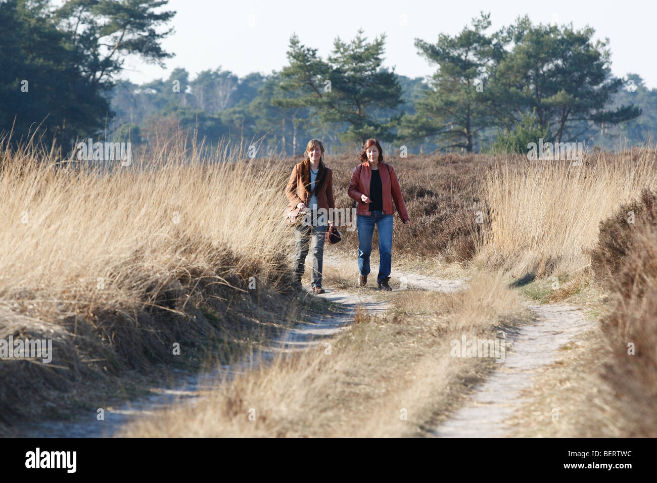 Wanderer in der Natur reservieren Kalmthoutse Heide, Belgien Stockfoto