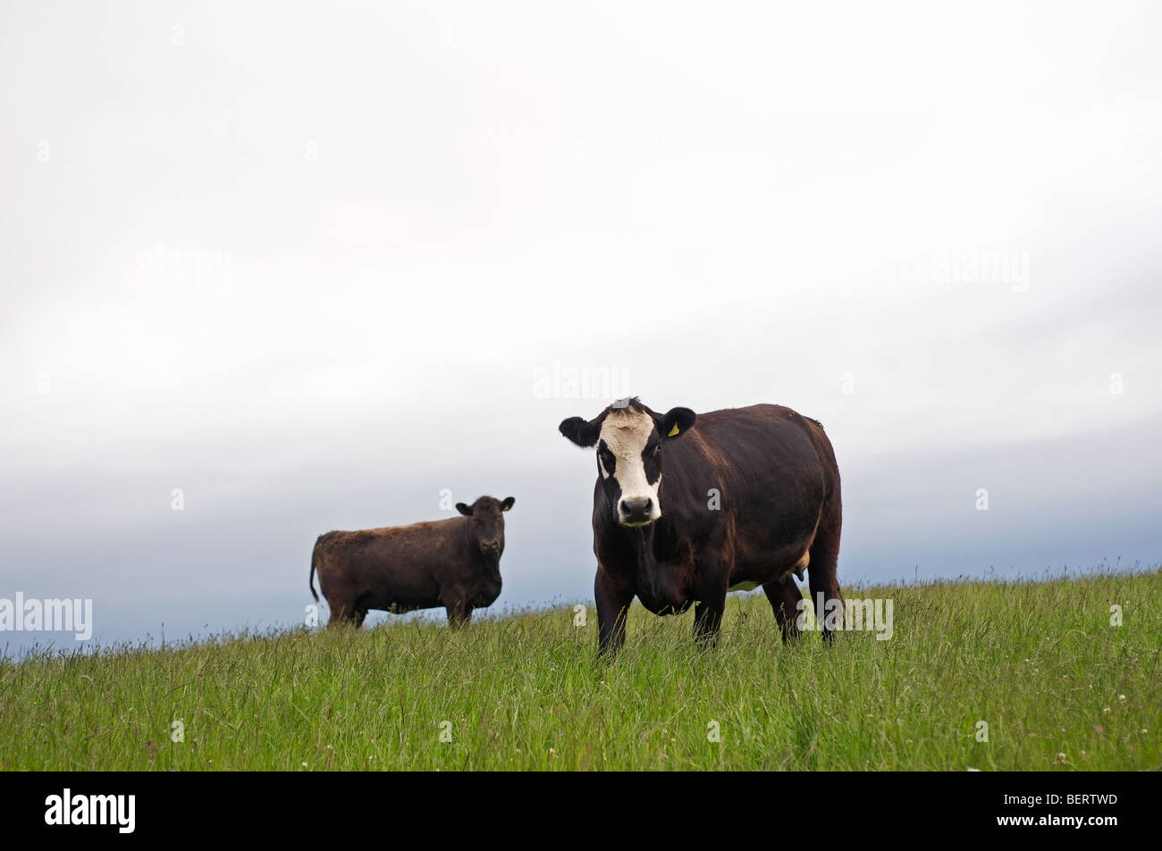Tägliche Kühe, Torness, East Lothian, Schottland, UK. Stockfoto